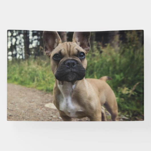 French Bulldog Throw Pillow Spandoek (Horizontaal)