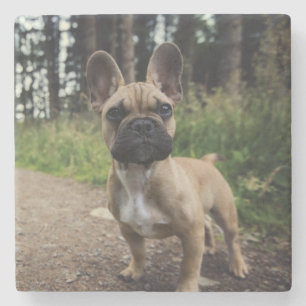 French Bulldog Throw Pillow Stenen Onderzetter