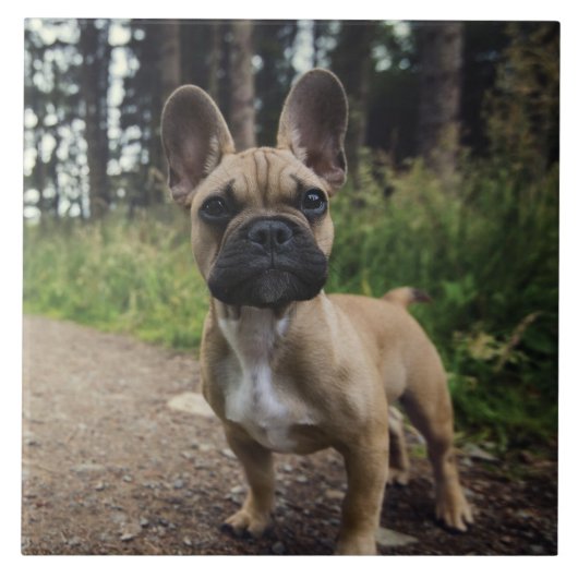 French Bulldog Throw Pillow Tegeltje (Voorkant)
