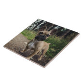 French Bulldog Throw Pillow Tegeltje (Zijkant)