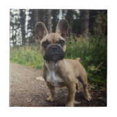 French Bulldog Throw Pillow Tegeltje (Voorkant)