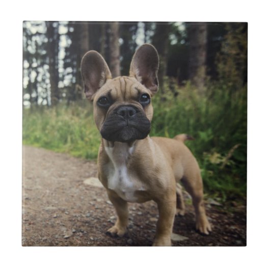French Bulldog Throw Pillow Tegeltje (Voorkant)