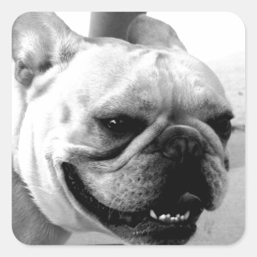 French Bulldog Vierkante Sticker (Voorkant)