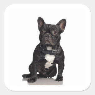 French Bulldog Vierkante Sticker