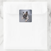 French Bulldog Vierkante Sticker (Tas)