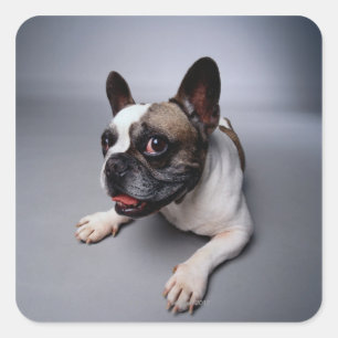French Bulldog Vierkante Sticker