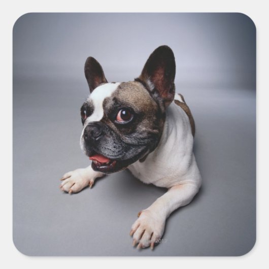 French Bulldog Vierkante Sticker (Voorkant)