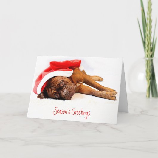 French Mastiff Christmas Card Feestdagen Kaart (Voorkant)