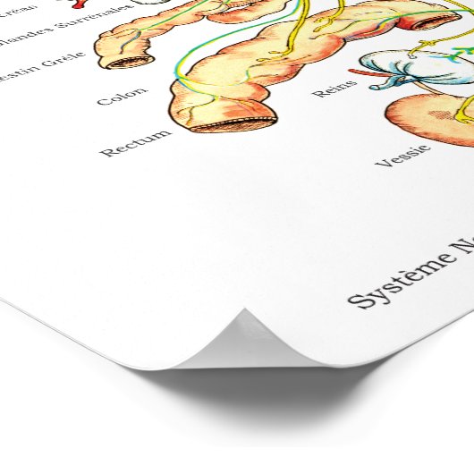French Subluxation Spinal Nerves ANS Chart Poster (Hoek)