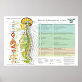 French Subluxation Spinal Nerves ANS Chart Poster (Voorkant)