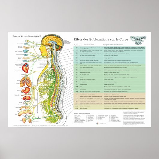 French Subluxation Spinal Nerves ANS Chart Poster (Voorkant)