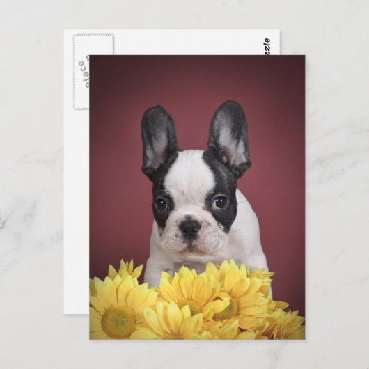 Frenchie - Frans buldogpuppy Briefkaart (Voorkant / Achterkant)