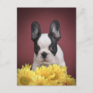 Frenchie - Frans buldogpuppy Briefkaart