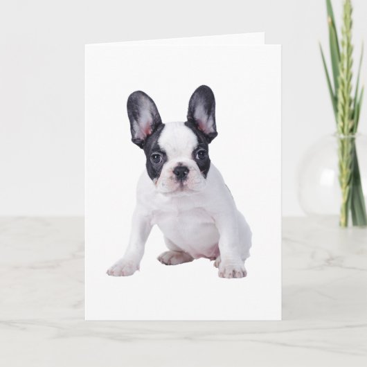 Frenchie - Frans buldogpuppy Kaart (Voorkant)
