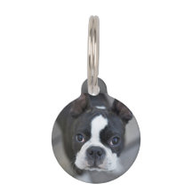 Frenchie Franse Bulldog Hond Kat Tag
