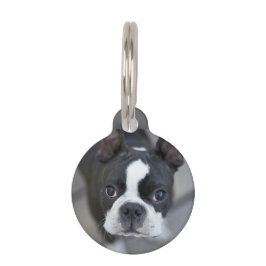 Frenchie Franse Bulldog Hond Kat Tag Huisdierpenning