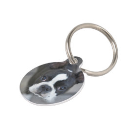 Frenchie Franse Bulldog Hond Kat Tag Huisdierpenning