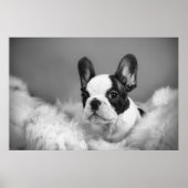 Frenchie - Franse stierenhondpuppy Poster (Voorkant)