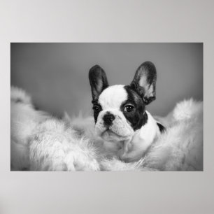 Frenchie - Franse stierenhondpuppy Poster