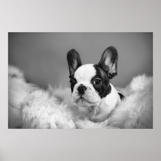 Frenchie - Franse stierenhondpuppy Poster (Voorkant)