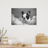Frenchie - Franse stierenhondpuppy Poster (Keuken)