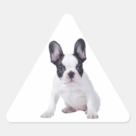 Frenchie - Franse stierenhondpuppy Sticker (Voorkant)