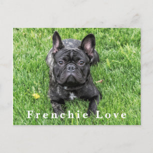 Frenchie Love Franse Bulldog Foto Briefkaart