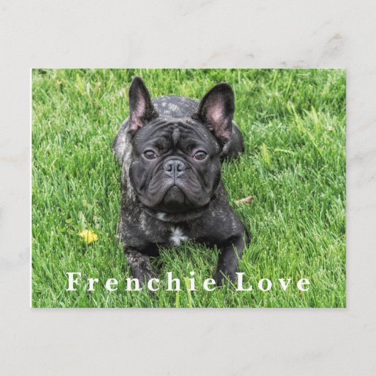 Frenchie Love Franse Bulldog Foto Briefkaart (Voorkant)