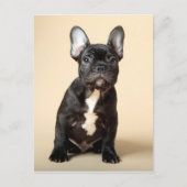 Frenchie Puppy Briefkaart (Voorkant)