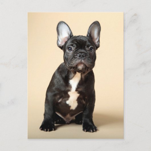 Frenchie Puppy Briefkaart (Voorkant)