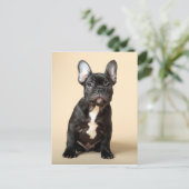 Frenchie Puppy Briefkaart (Staand voorkant)