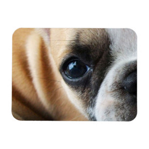 Frenchton Puppy Face Close-up, Eyes, Nose Magneet