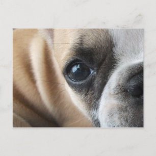 Frenchton puppy gezicht close-up briefkaart