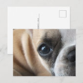 Frenchton puppy gezicht close-up briefkaart (Voorkant / Achterkant)
