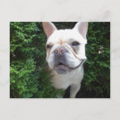 Frenchy on Patrol Briefkaart (Voorkant)