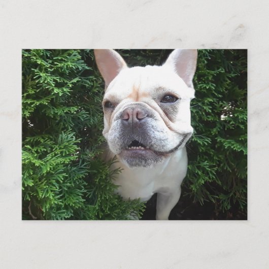 Frenchy on Patrol Briefkaart (Voorkant)