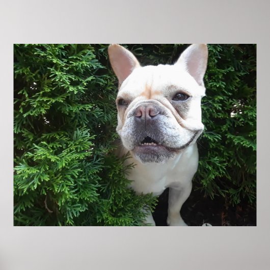 Frenchy op Patrouille Poster (Voorkant)