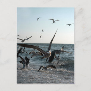 Frenzy Briefkaart