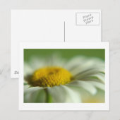 Fresh Daisy Briefkaart (Voorkant / Achterkant)