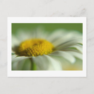 Fresh Daisy Briefkaart