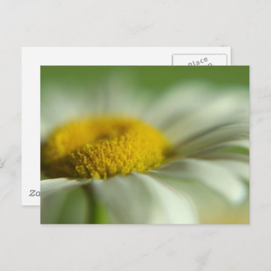 Fresh Daisy Briefkaart (Voorkant / Achterkant)