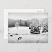 Fresh Fallen Snow at the Horse Ranch Briefkaart (Voorkant / Achterkant)