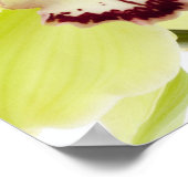 Fresh Green Orchid - Isolated on white Poster (Hoek)