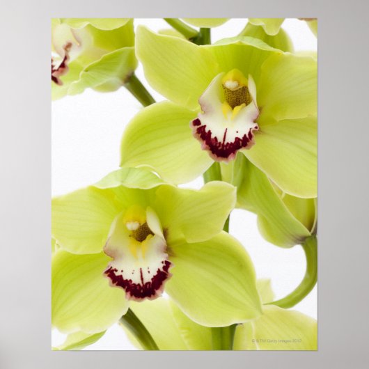 Fresh Green Orchid - Isolated on white Poster (Voorkant)
