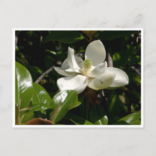 Fresh Magnolia Bloom Briefkaart
