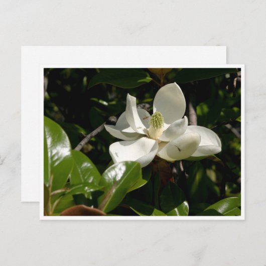Fresh Magnolia Bloom Briefkaart (Voorkant / Achterkant)