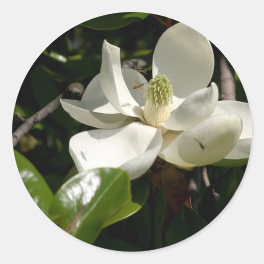 Fresh Magnolia Bloom Ronde Sticker (Voorkant)