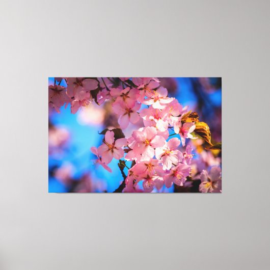 Fresh Pink Sakura Garland, Blue Sky Canvas Afdruk (Voorkant)