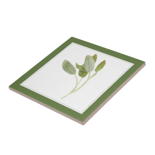 FRESH SAGE 4.25x4.25 Keramische Tegel (-tekst) Gro Tegeltje (Zijkant)