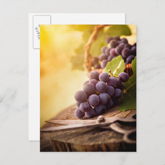 Freshly Geoogste druiven Briefkaart (Voorkant / Achterkant)